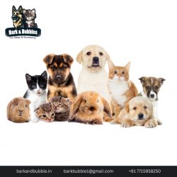 Trusted Pet Groomers in Andheri, Mumbai – Bark & Bubbles