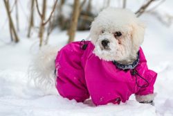Louie de Coton Fleece Dog Sweater | Lightweight, Cozy & Perfect for Every Walk