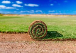 Best Varieties of SOD for Sale – Southland SOD Far
