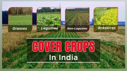 Types of Cover Crops and Benefits