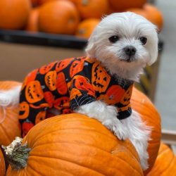 Louie de Coton – Premium Pet Clothing Store for Pets