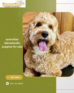 Top Australian Labradoodle Puppies for Sale – Sunrise Breeding Home