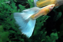 Safe & Fast Tropical Fish Delivery | CU Aquatics