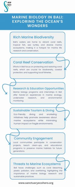 Marine Biology in Bali: Exploring the Ocean’s Wonders