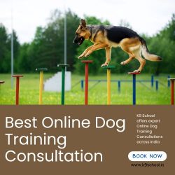 Best Online Dog Training Consultation with Trusted K9 School Trainers