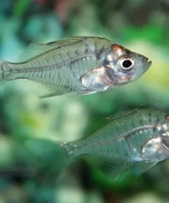 Live Tropical Fish for Sale Online | CU Aquatics