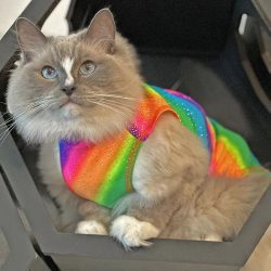 Stylish Cat Calming Products & Apparel for Comfort & Care