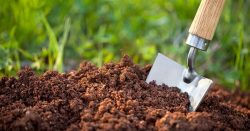 Plant Source Amino Acid for Plants: Benefits & Instructions