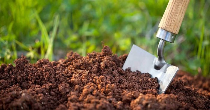 Plant Source Amino Acid for Plants: Benefits & Instructions
