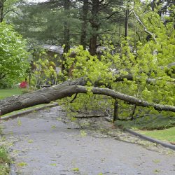Emergency Tree Removal Service