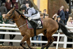 Poonawalla Stud Farm Insights for Breeding and Racing Excellence