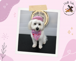 Fluffy Tails: Your Trusted Mobile Pet Groomer in Qatar