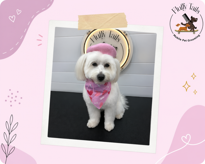 Fluffy Tails: Your Trusted Mobile Pet Groomer in Qatar