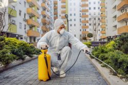 Reliable Pest Control Services for Safe Living Spaces