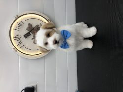 Convenient & Caring: Fluffy Tails Mobile Grooming Services in Qatar