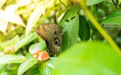 Explore the Manu Wildlife Peru Tour Adventure