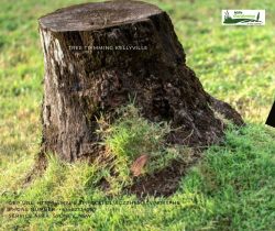 Tree Cutting Beecroft