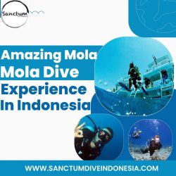 Amazing Mola Mola Dive Experience in Indonesia