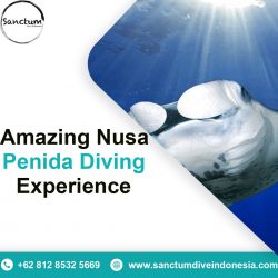Amazing Nusa Penida Diving Experience