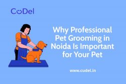 Why Professional Pet Grooming in Noida Is Important