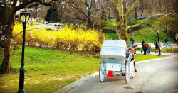 Rides at Central Park