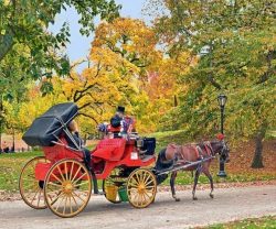 Central Park Carriage