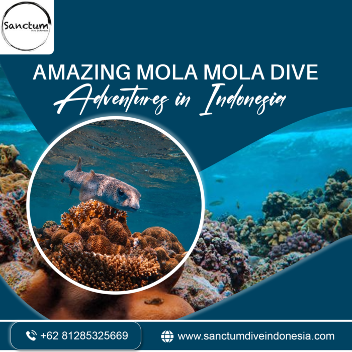 Amazing Mola Mola Dive Adventures in Indonesia