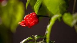 Spiciest Peppers in the World List – MAHI