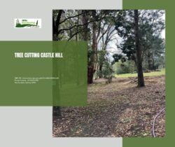Tree Cutting Castle Hill