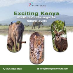 Exciting Kenya Wildlife Safari Packages for Nature Lovers