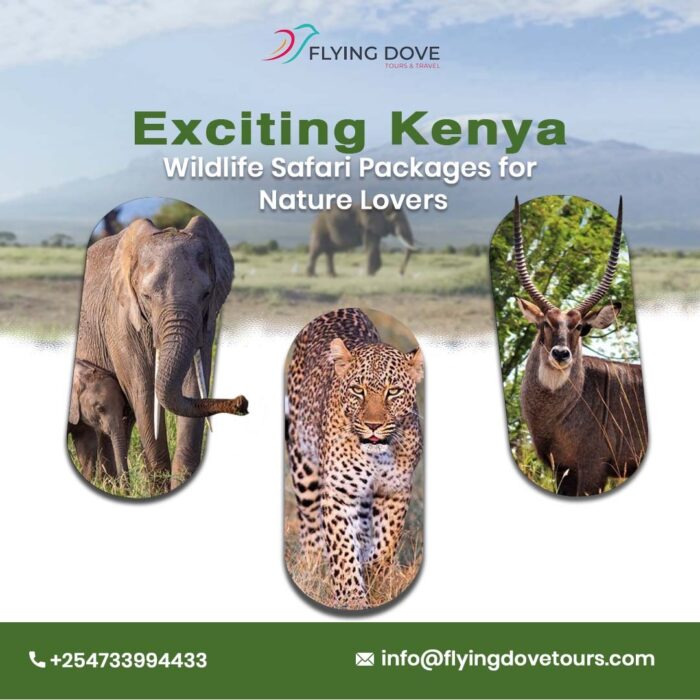 Exciting Kenya Wildlife Safari Packages for Nature Lovers