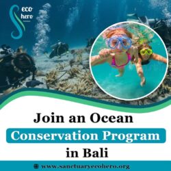 Join an Ocean Conservation Program in Bali
