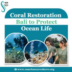 Coral Restoration Bali to Protect Ocean Life