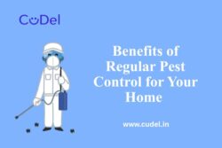 Benefits of Regular Pest Control for Your Home