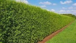 Hedging in Melbourne