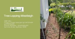 Tree Lopping Westleigh – Hills Gardening